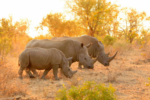 4 Tage Tansania-Safari: Big 5-Safari-Erlebnis