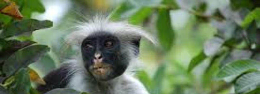 ZANZIBAR : forêt de Jozani, grotte de Kuza, lagon bleu et étoiles de mer