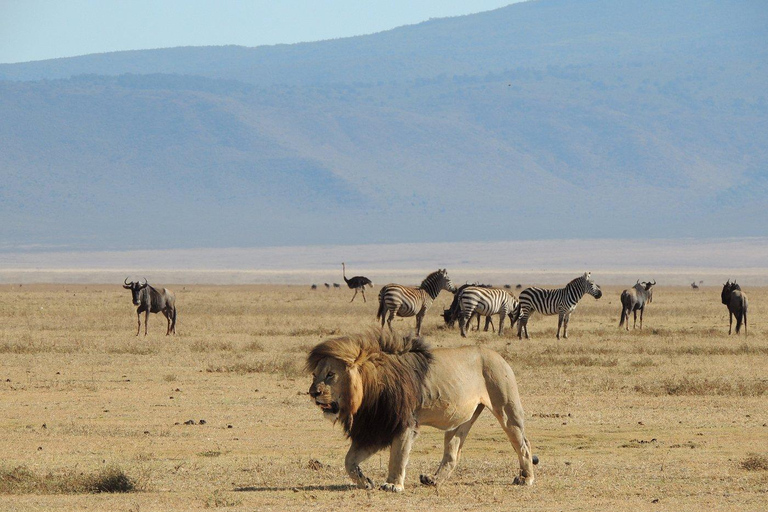 4-Day Tanzania Safari: Tarangire, Ngorongoro With Pickup