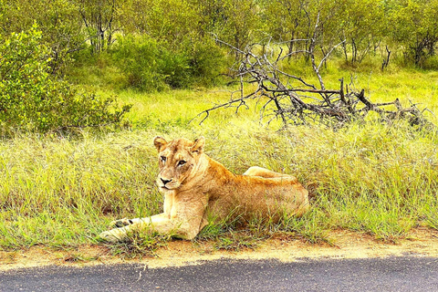 Explore o Kruger Park e Sabi Sands por 4 dias e 3 noitesExplora Joanesburgo: 4 dias no Parque Nacional Kruger