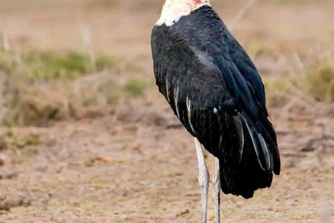 Entebbe: Mabamba Swamp and Botanical Gardens Birding Tour