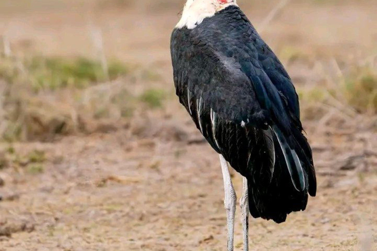 Entebbe: Mabamba Swamp and Botanical Gardens Birding Tour