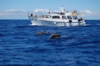 La Gomera, una gira de observación de ballenas en un barco antiguo - Housity