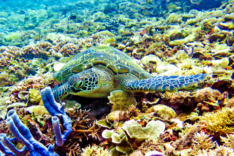 excursión de snorkel al atardecer