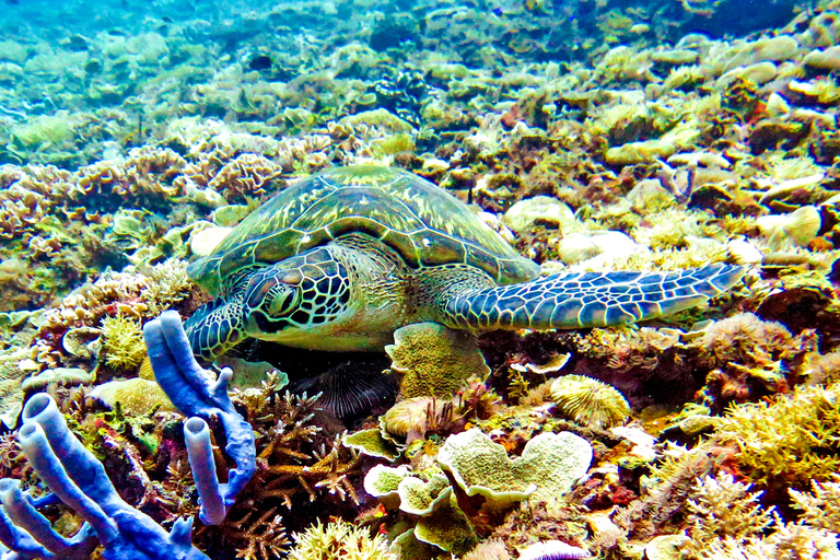 snorkeltrip bij zonsondergang