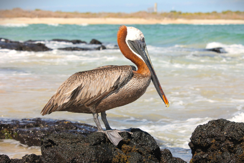 GALÁPAGOS: Island hopping trip, including Quito 12 days GALÁPAGOS: Island Hopping Tour, including Quito 12 days