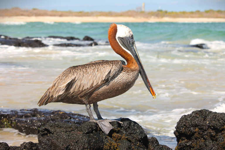 GALÁPAGOS: Island hopping trip, including Quito 12 days GALÁPAGOS: Island Hopping Tour, including Quito 12 days