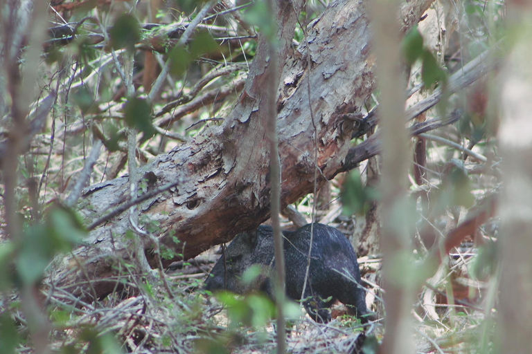Bacalar: Calakmul Ruins Day Trip with a Stop In The Jungle
