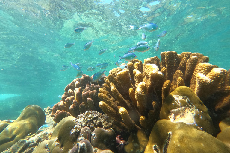 From Khao Lak: Phi Phi, Maya bay & Khai island Day Trip