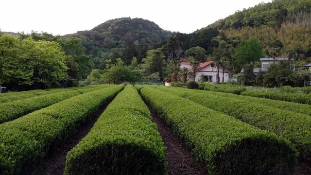 Visit Izu Peninsula Ike Village Experience in Oshima, Japan