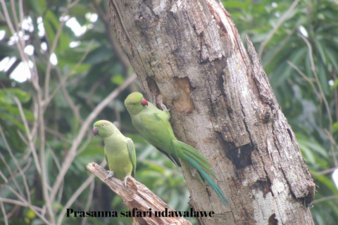 From Colombo: Flamingos & Wetlands Photography Safari