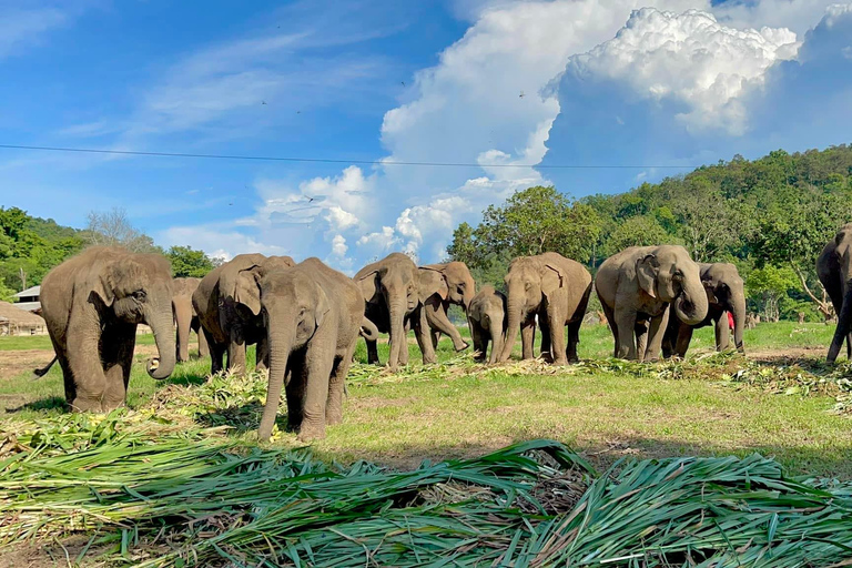 Chiang Mai : Nouvelle maison des éléphants Programme de soins aux éléphantsAvec transfert depuis la ville de Chiang Mai