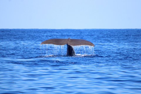São Miguel : Observation des baleines et nage avec les dauphins sauvages - Journée complète