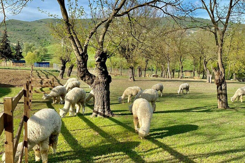 Baku: programma F1 Tour degli alpacaBaku: programma F1 Alpaca Tour