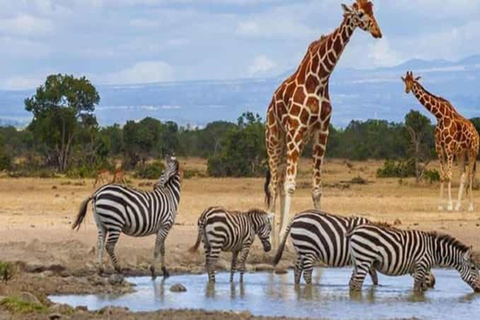 Nairobi: Ol Pejeta Conservancy en Mount Kenya Safari