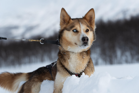 Tromsø: Easy Dog Sledding Tour & Kennel Visit