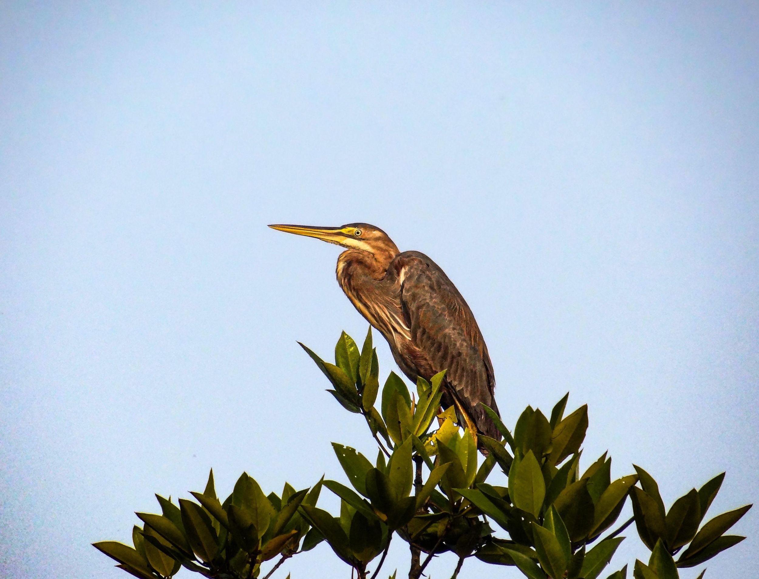 Galle: Mangroven-Naturwanderung mit ortskundigem Guide