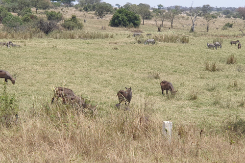 Tanzania: Safari di lusso di 6 giorni a Serengeti e Ngorongoro