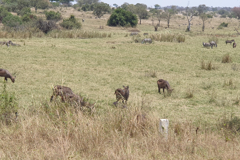 Tanzania: 6-Day Luxury Safari to Serengeti and Ngorongoro