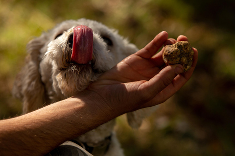 45 min from Milano/Genova: Truffle Hunting + Trattoria Lunch