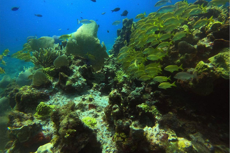 Cancún: Experiencia de Buceo por Primera Vez con 2 Tanques