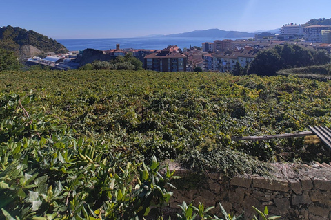 San Sebastian: Private Txakoli bodega (Hondarribia/Getaria)