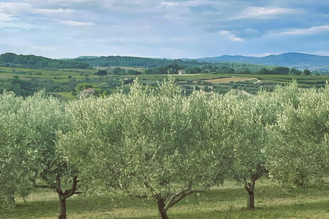 Montpellier : Visita un molino de aceite de oliva