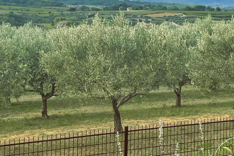 Montpellier : Visita un molino de aceite de oliva