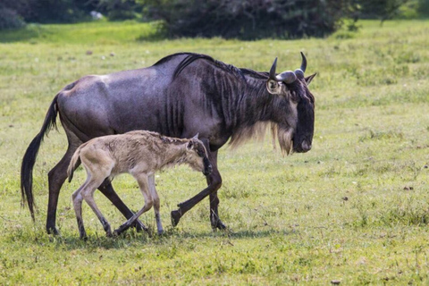 Excursion d'une journée dans le parc national du Tarangire