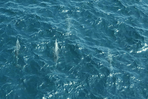 Muscat: Båttur med delfinskådning