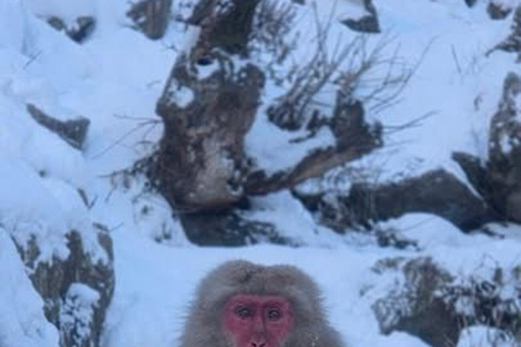 Tokyo: Nagano Day Trip with Snow Monkey Park & Temple.