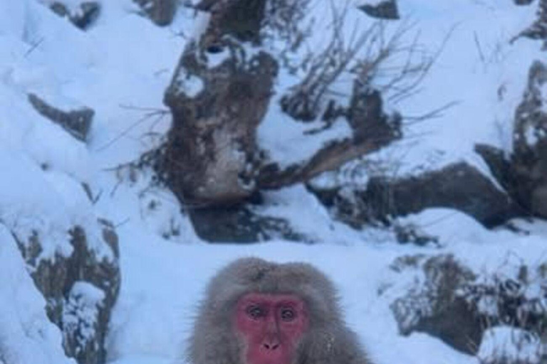 Tokyo: Nagano Day Trip with Snow Monkey Park & Temple.