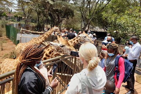 Nairobi: Parco nazionale, orfanotrofio degli elefanti e tour delle giraffe