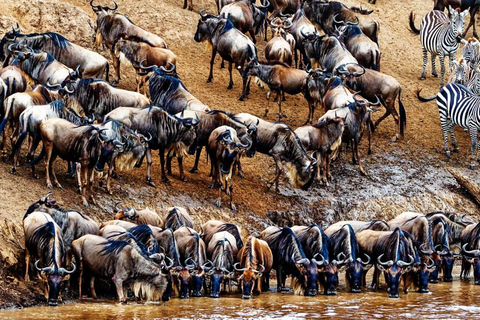 4 Daagse Masai Mara safari met mega wildebeestmigratie