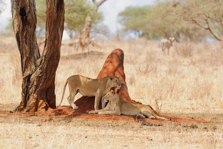 Safári de dois dias em Tarangire e na cratera de NgorongoroGrupo privado com acomodação em acampamento de luxo médio