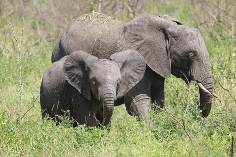 Arusha National Park: Day Trip with Walking Safari & Canoe Shared Day Trip Transfer & Game Drive (Fees Excluded)