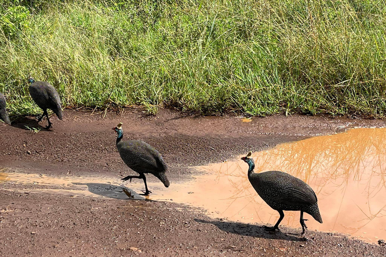 Excursão de meio dia para observação de pássaros no Parque Nacional de Nairóbi