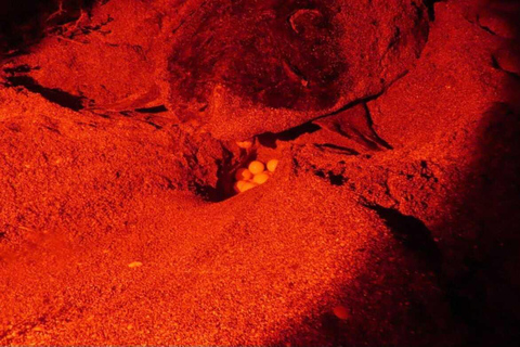 Boa Vista: Ethical Sea Turtle Conservation Camp with a Biologist