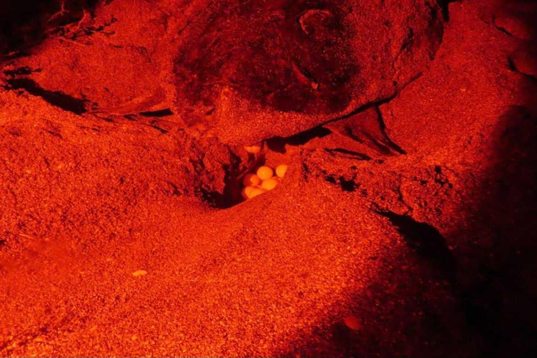 Boa Vista: Ethical Sea Turtle Conservation Camp with a Biologist