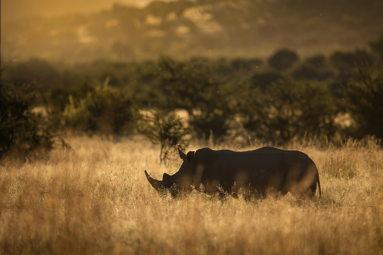 Pilanesberg: Avventura safari di un giorno intero da Johannesburg