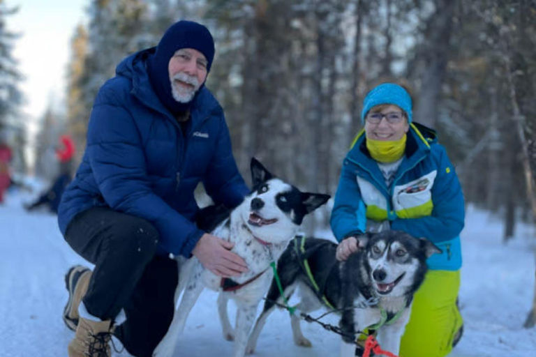 Levi: 5 Km Husky Sledding Ride in Levi