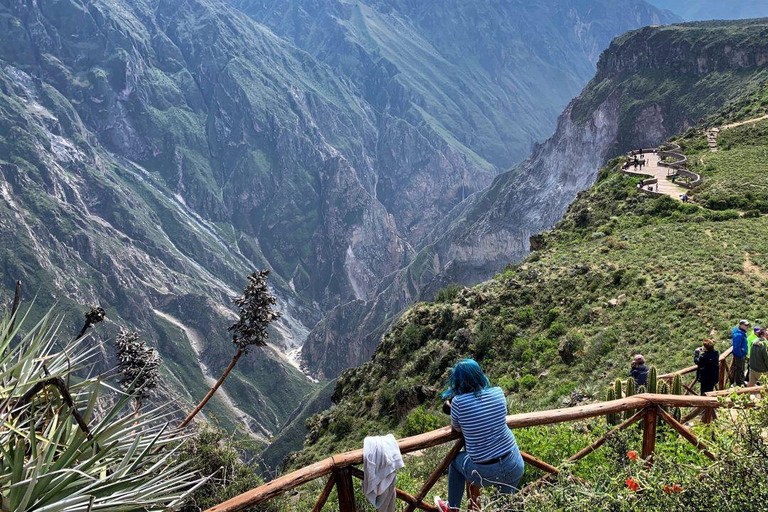 De Arequipa: Cânion do Colca + transporte para Puno, dia inteiro