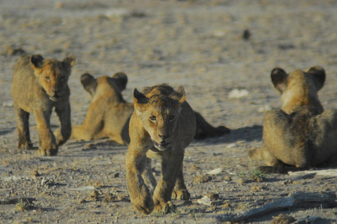 6 dagar Mombasa/ Diani Tsavo öst/väst och Amboseli NNP