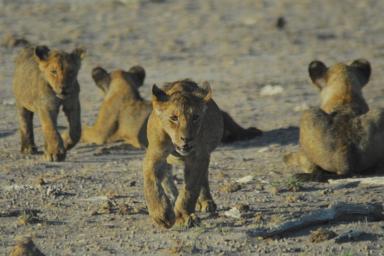 6 dagar Mombasa/ Diani Tsavo öst/väst och Amboseli NNP