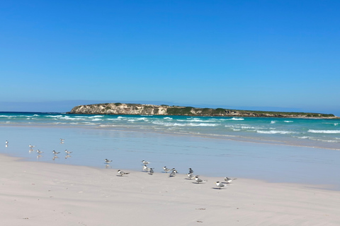 From Perth: Koala, Pinnacles Stargazing Day Tour