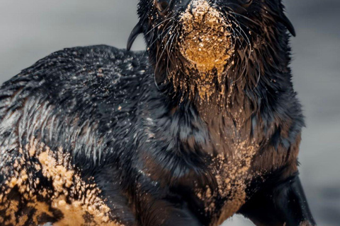 Cape Cross, Seals and River Desert Nature Tour [New Route]