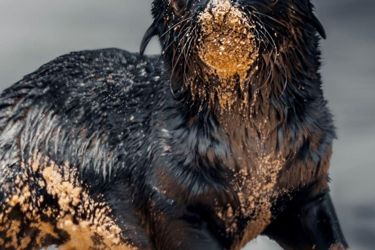 Cape Cross, Seals and River Desert Nature Tour [New Route]