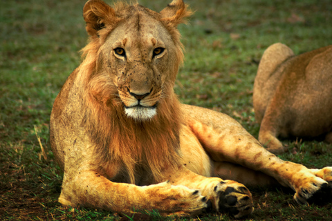 Tour guiado de medio día por el Parque Nacional de Nairobi.