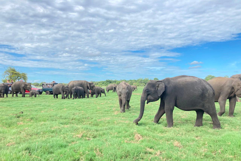 From Sigiriya: Minneriya National Park Private Safari Tour