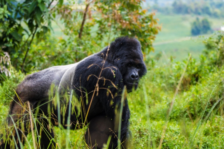 5-dniowy trekking po gorylach w Ugandzie przez Rwandę